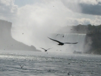 Gulls on the river